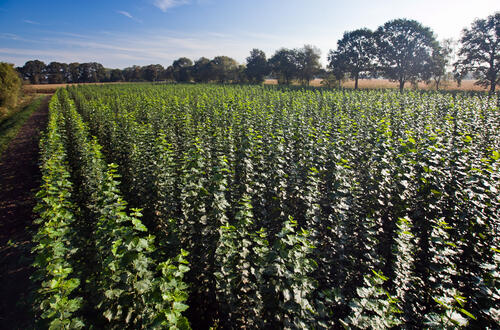 Agrarholzfläche &copy; Peter Leßmann