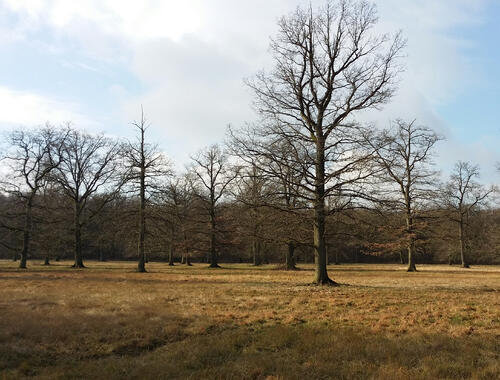 Solitäreichen auf Magergrünrasen © DBU/Wahmhoff