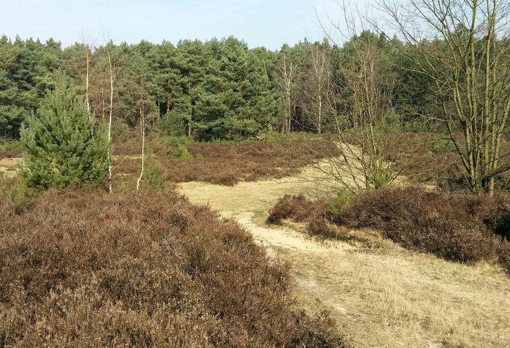 Heidefläche Elmpt © DBU/Wahmhoff