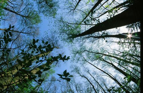 Blick in Baumkronen © Norbert Rosing