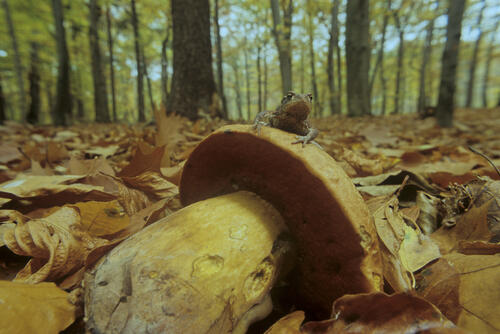 Erdkroete auf Sand-Röhrling_Daubaner Wald © Thomas Stephan