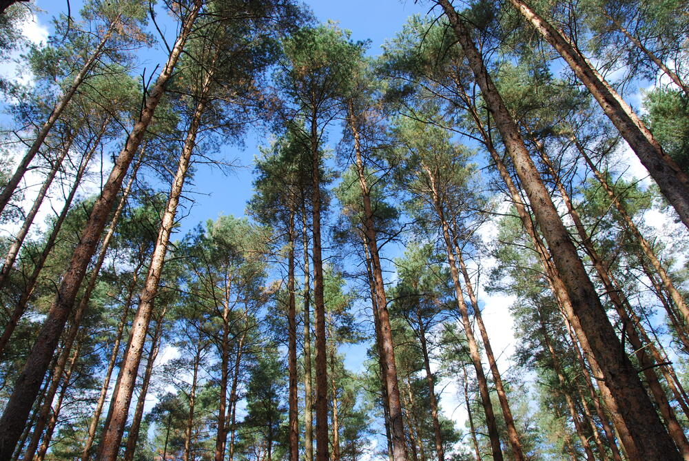 Kiefern_Ruethnicker Heide © DBU Naturerbe