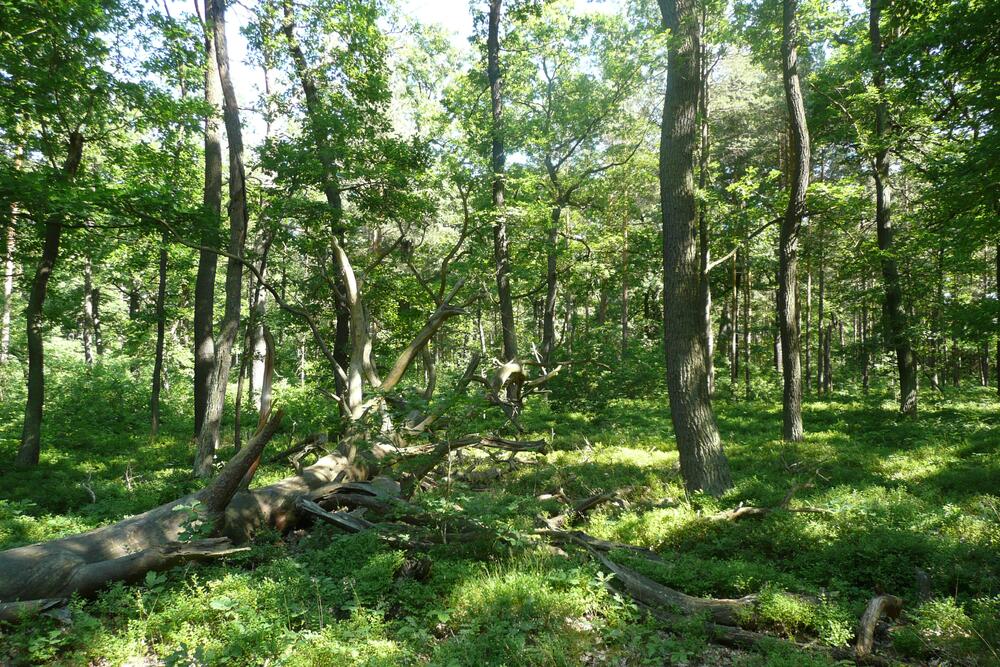 Eichen-Krattwald_Proesa © Björn Conrad