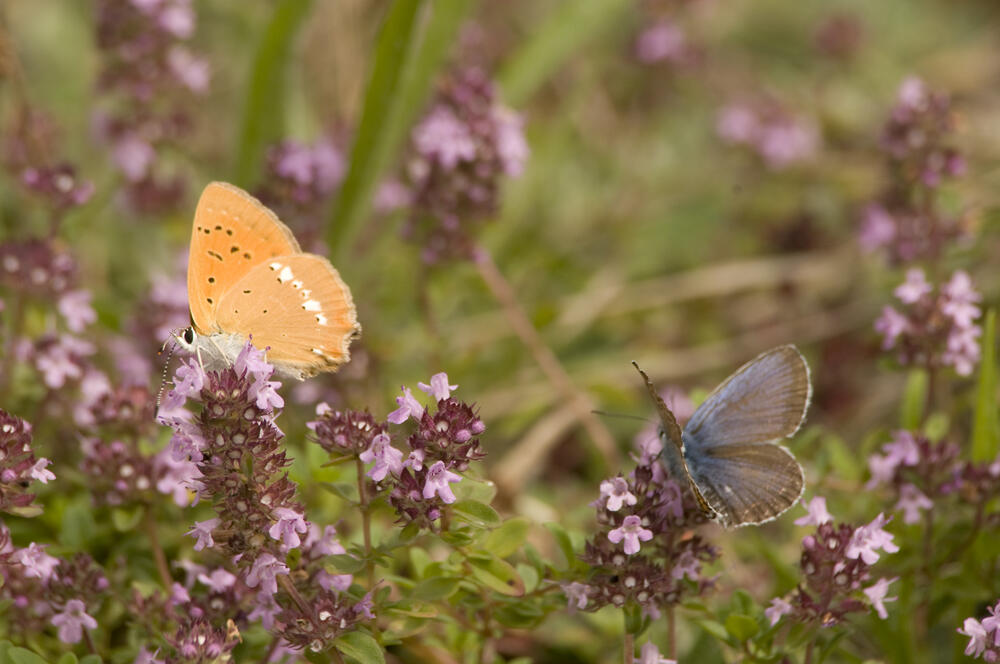 Weibchen des Dukaten-Feuerfalters und Silberfleck-Bläulings auf Thymian_Oranienbaumer Heide © Thomas Stephan