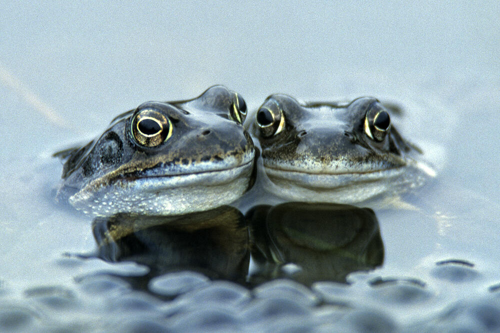 Moorfrosch-Männchen © Bernhard Volmer