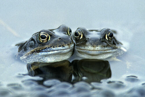 Moorfrosch-Männchen © Bernhard Volmer