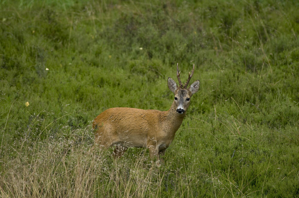 Rehbock_Daubaner Wald © Thomas Stephan