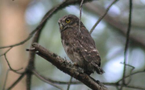 Sperlingskauz_Zschornoer Wald © DBU Naturerbe