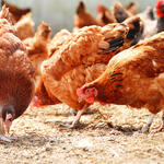 © monticellllo - Fotolia.com &copy; monticellllo - Fotolia.com