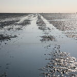 Wattenmeer © Uschi Euler/piclease