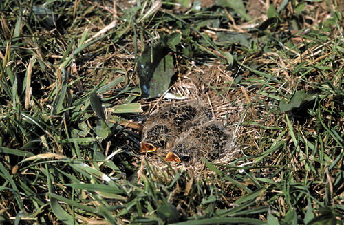 Bodennest mit Feldlerchen © Erich Thielscher/piclease