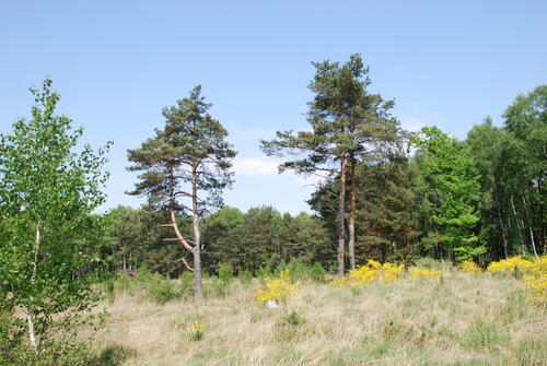 DBU Naturerbe Wahner Heide 