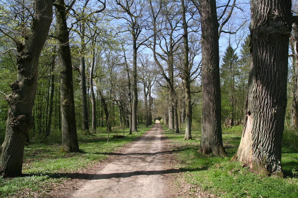 Allee in Gudow 