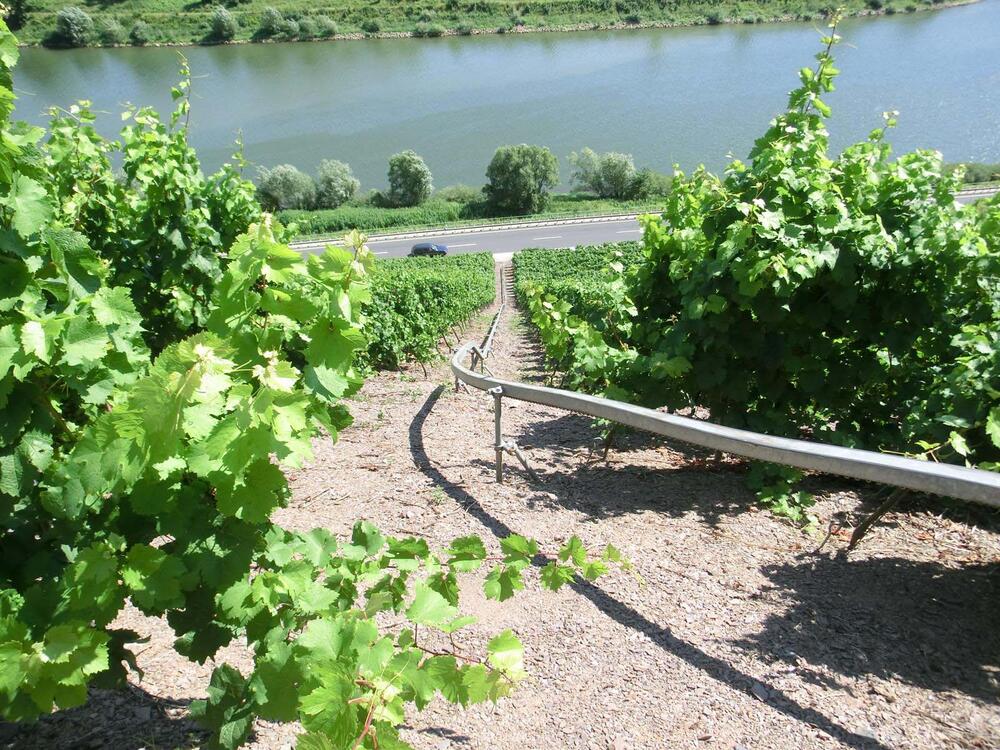 Steillage Mosel © Deutsche Bundesstiftung Umwelt