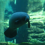 Seekuh &copy; Tiergarten der Stadt Nürnberg