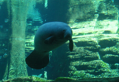 Seekuh &copy; Tiergarten der Stadt Nürnberg