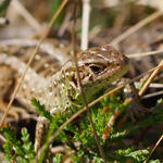 Zauneidechse © Werner Wahmhoff/DBU