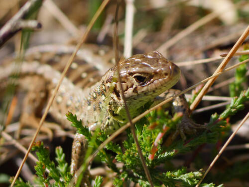 Zauneidechse © Werner Wahmhoff/DBU