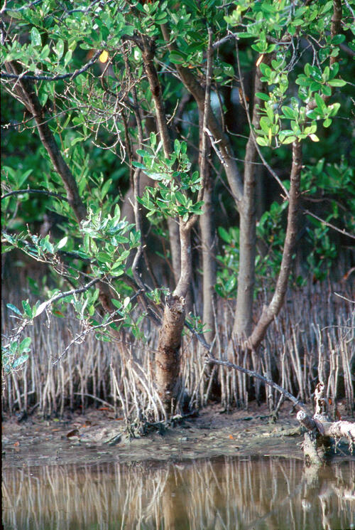 Mangroven &copy; Lighthouse Foundation