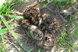 Kiebitzküken &copy; Bettina Hönisch