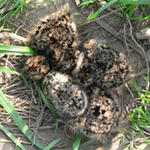 Kiebitzküken &copy; Bettina Hönisch