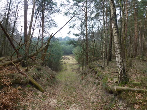 Dammer Berge © DBU Naturerbe GmbH/U.Fuellhaas