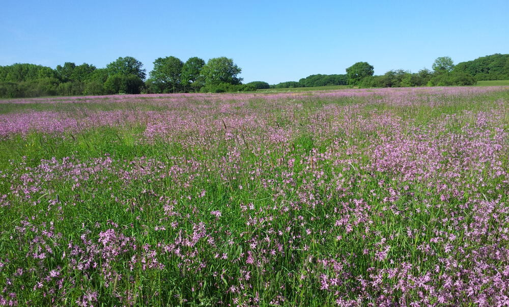 Wohlder Wiesen © DBU Naturerbe GmbH/H.O.Denstorf