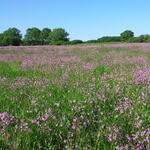 Wohlder Wiesen © DBU Naturerbe GmbH/H.O.Denstorf