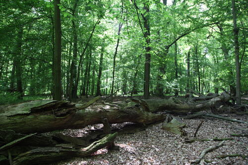 Beienroder Holz © DBU Naturerbe GmbH/H.Culmsee