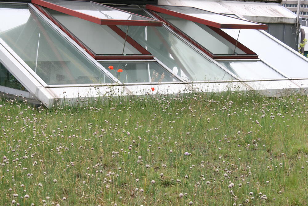 Dachbegrünung &copy; Deutsche Bundesstiftung Umwelt