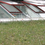 Dachbegrünung &copy; Deutsche Bundesstiftung Umwelt