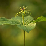 Einbeere  © Marko König/ Loki Schmidt Stiftung