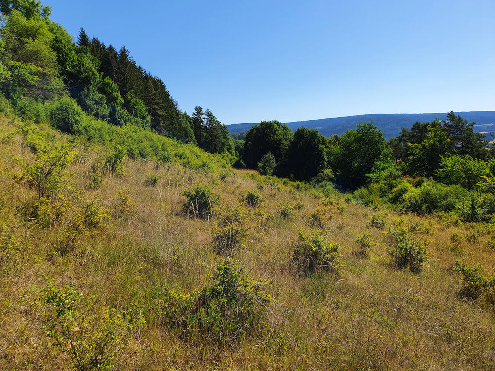 Entbuschung DBU-Naturerbefläche Oschenberg Offenland © Roland Schröder/DBU Naturerbe