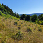 Entbuschung DBU-Naturerbefläche Oschenberg Offenland © Roland Schröder/DBU Naturerbe
