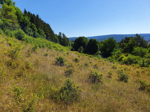 Entbuschung DBU-Naturerbefläche Oschenberg Offenland © Roland Schröder/DBU Naturerbe