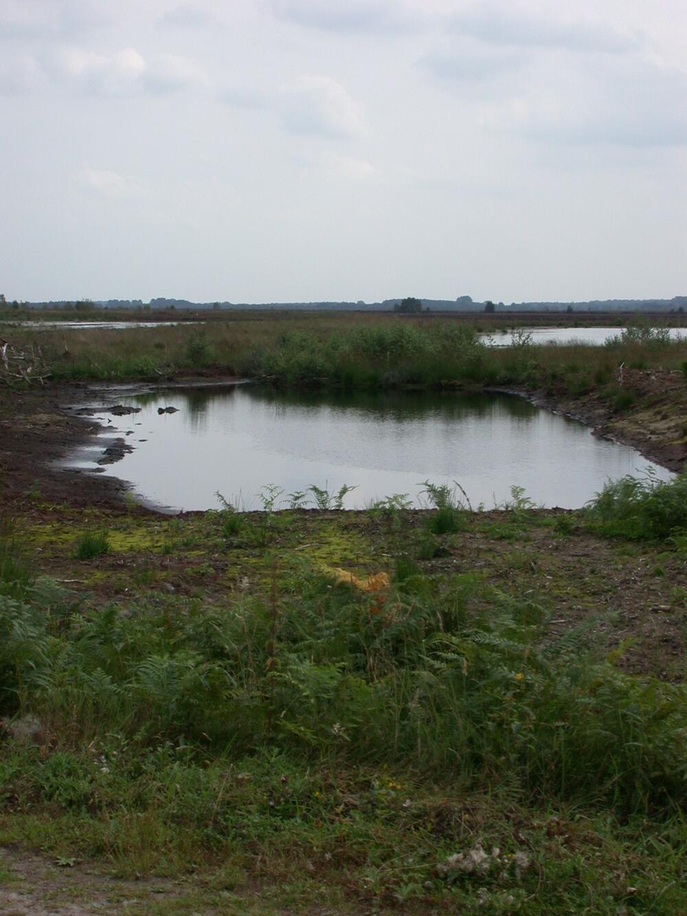 Ein Blick in das Goldenstedter Moor... 