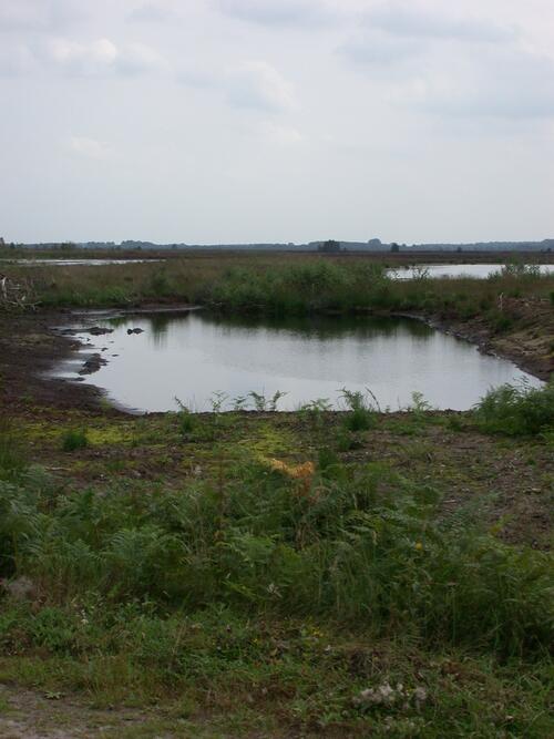 Ein Blick in das Goldenstedter Moor... 