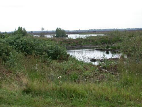 Ein Blick in das Goldenstedter Moor... 