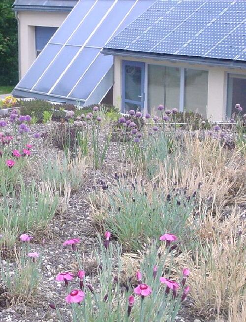 Gründach mit Energiezentrale 