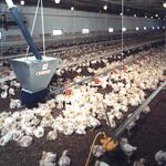 Big Dutchman Hähnchenmaststall 