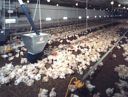 Big Dutchman Hähnchenmaststall 