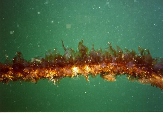 Algenfarm in der Ostsee II 