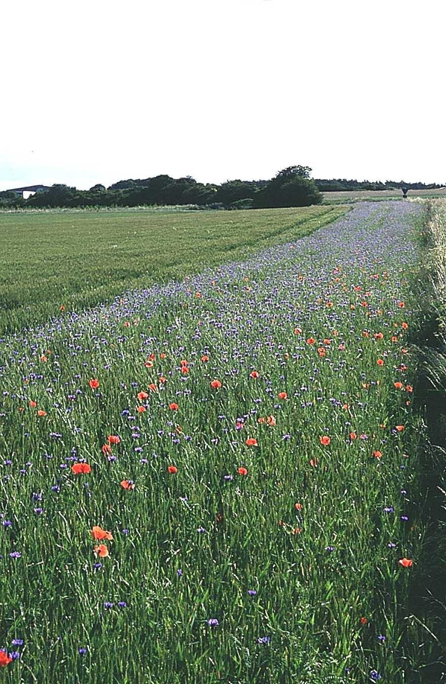 Ackerrandstreifen 
