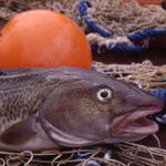 Kabeljau, copyright AWI/ Foto: Torsten Fischer 