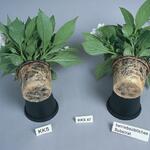 Pflanzen im Vergleich 