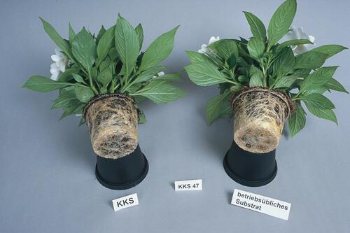 Pflanzen im Vergleich 