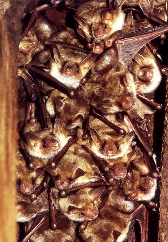 Großes Mausohr, Wochenstube 