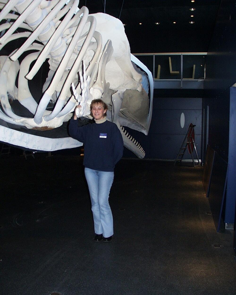 Wale, Watt und Weltenmeere (Pottwalskelett) 