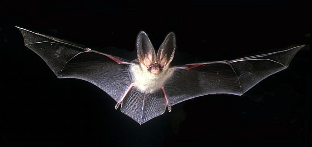 Braunes Langohr: Bildautoren Dense/Mäscher 