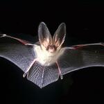 Braunes Langohr: Bildautoren Dense/Mäscher 